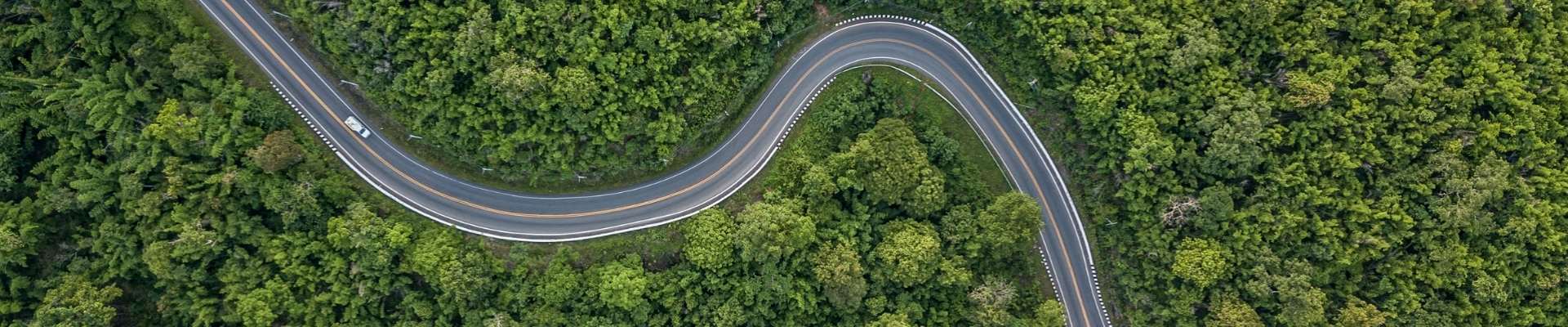 Road through a Forest