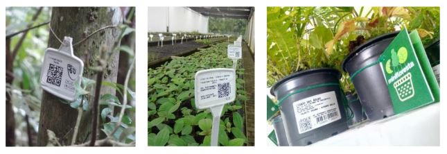 GS1-Brazil-Plant-Traceability-from-seedling-to-tree