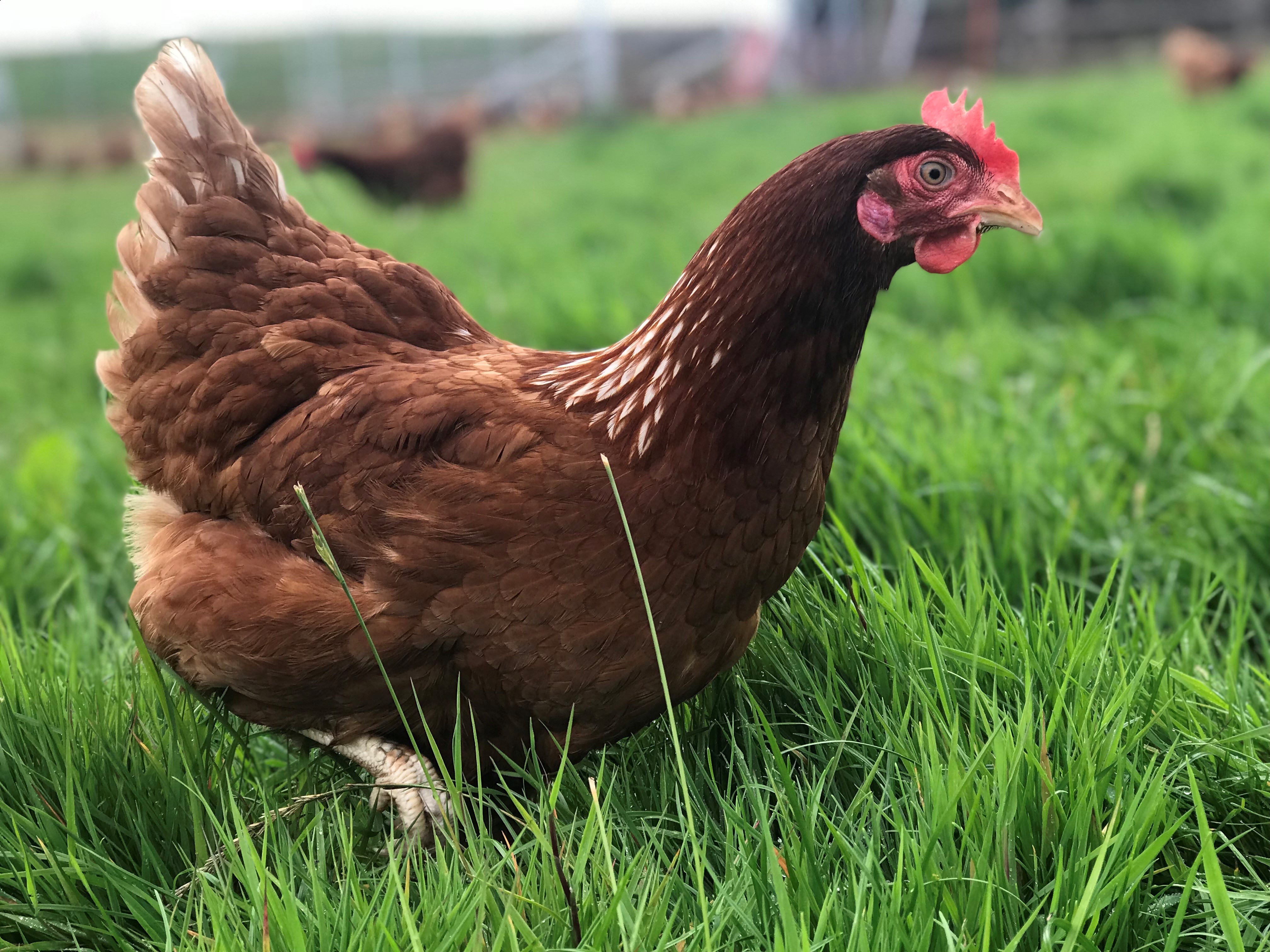 Magners Farm Hen 2
