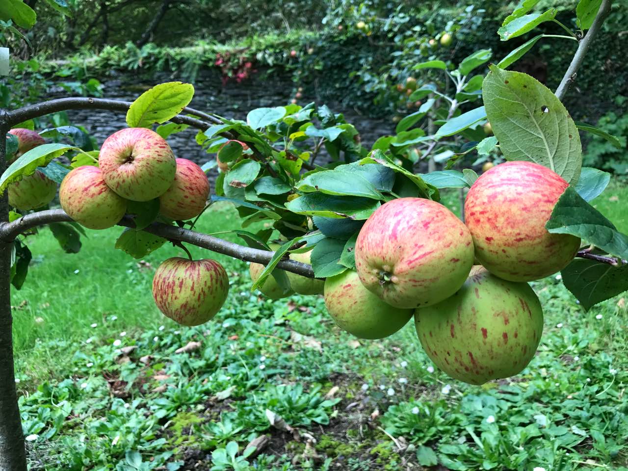 Stonewell Cider Cappoquin Orchard Apples