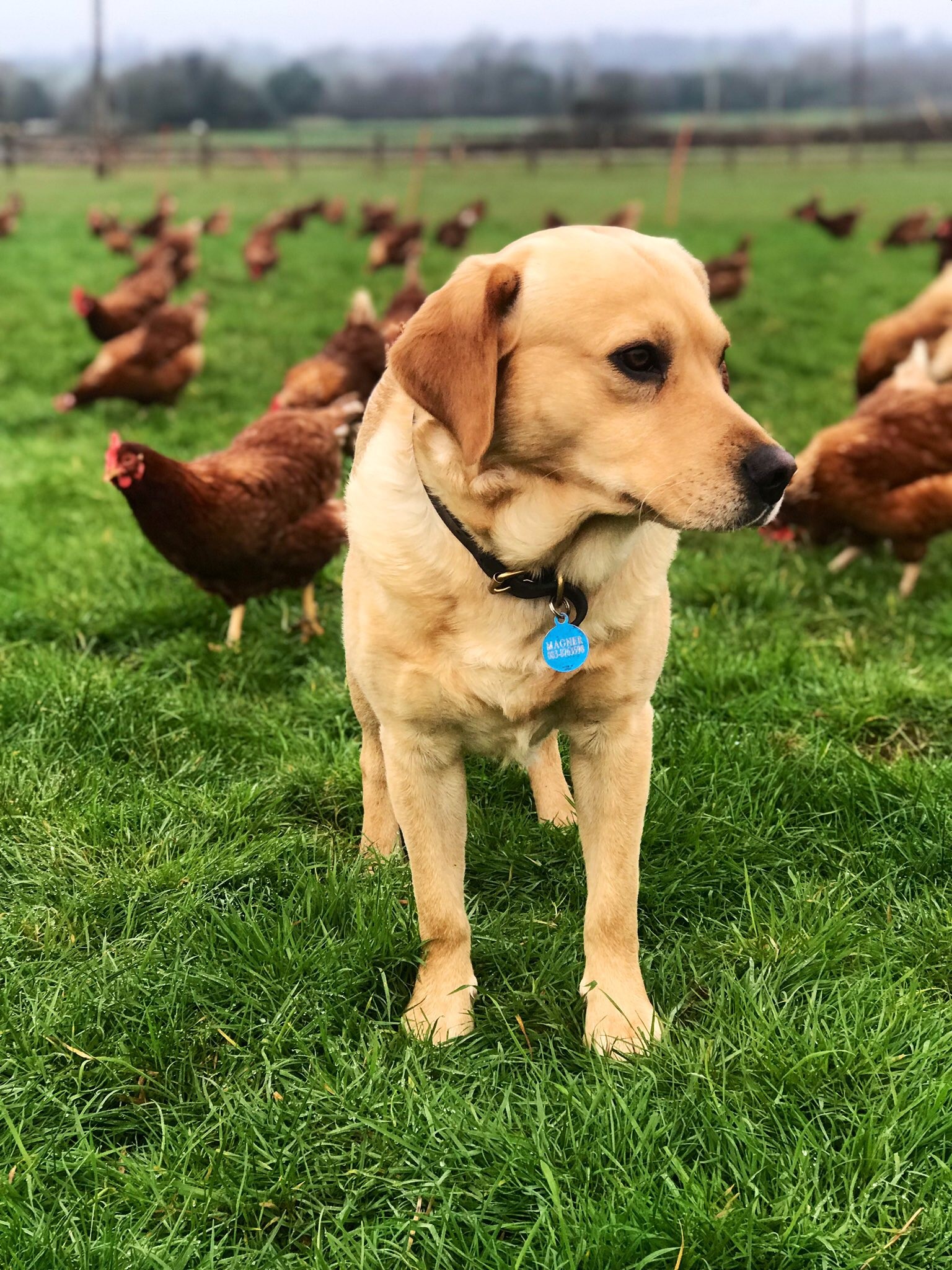 Kissy Magner of Magners Farm