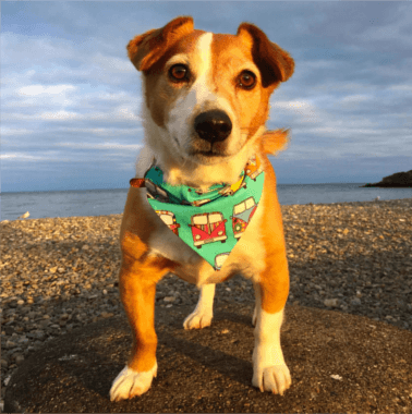 woof stuff dog wearing bandana
